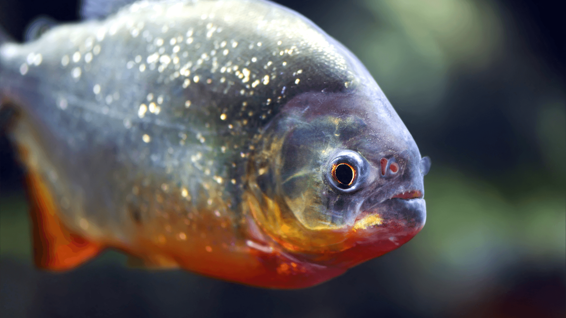 A photo of Red-bellied pacu
