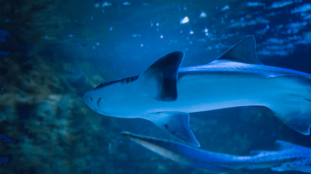 An image of a Gray smooth-hound