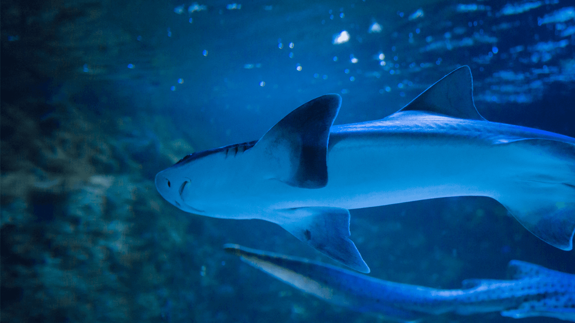 A photo of Gray smooth-hound