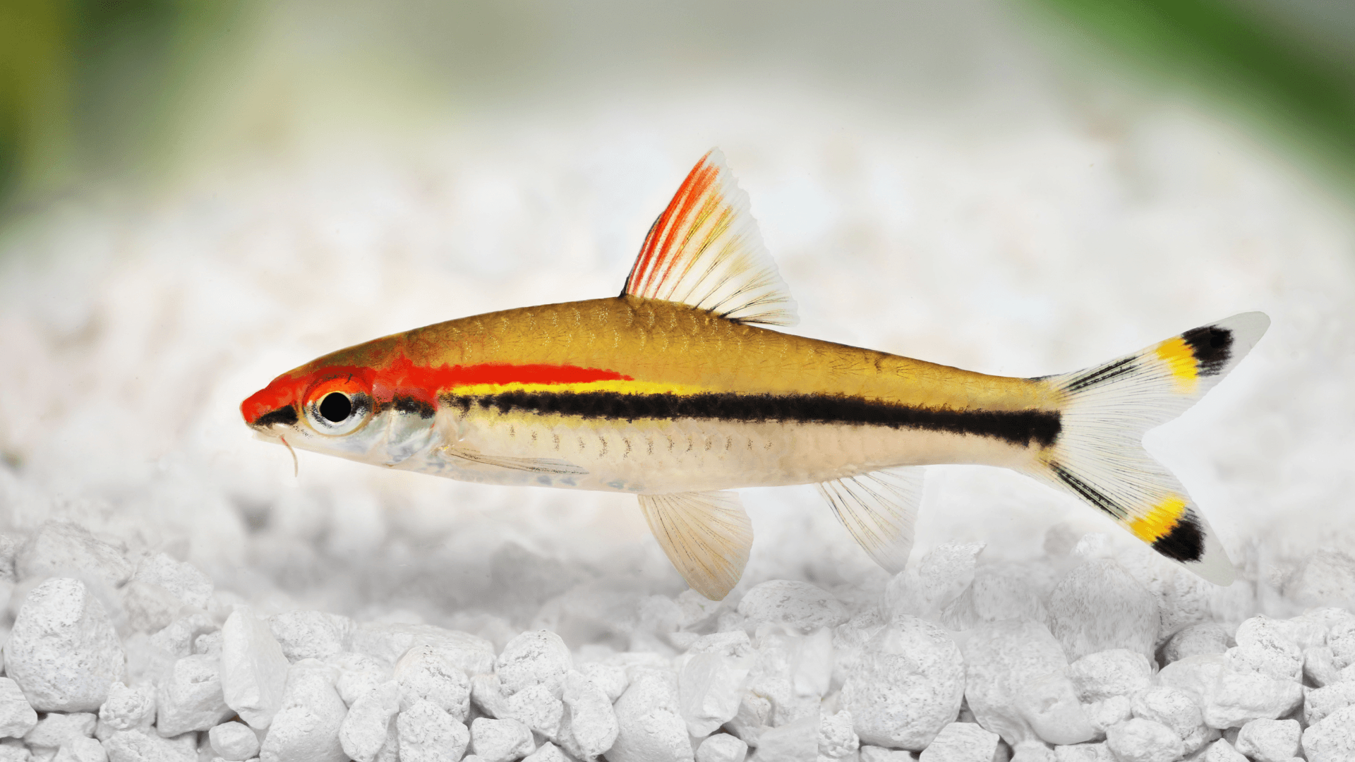 A photo of Denison's barb