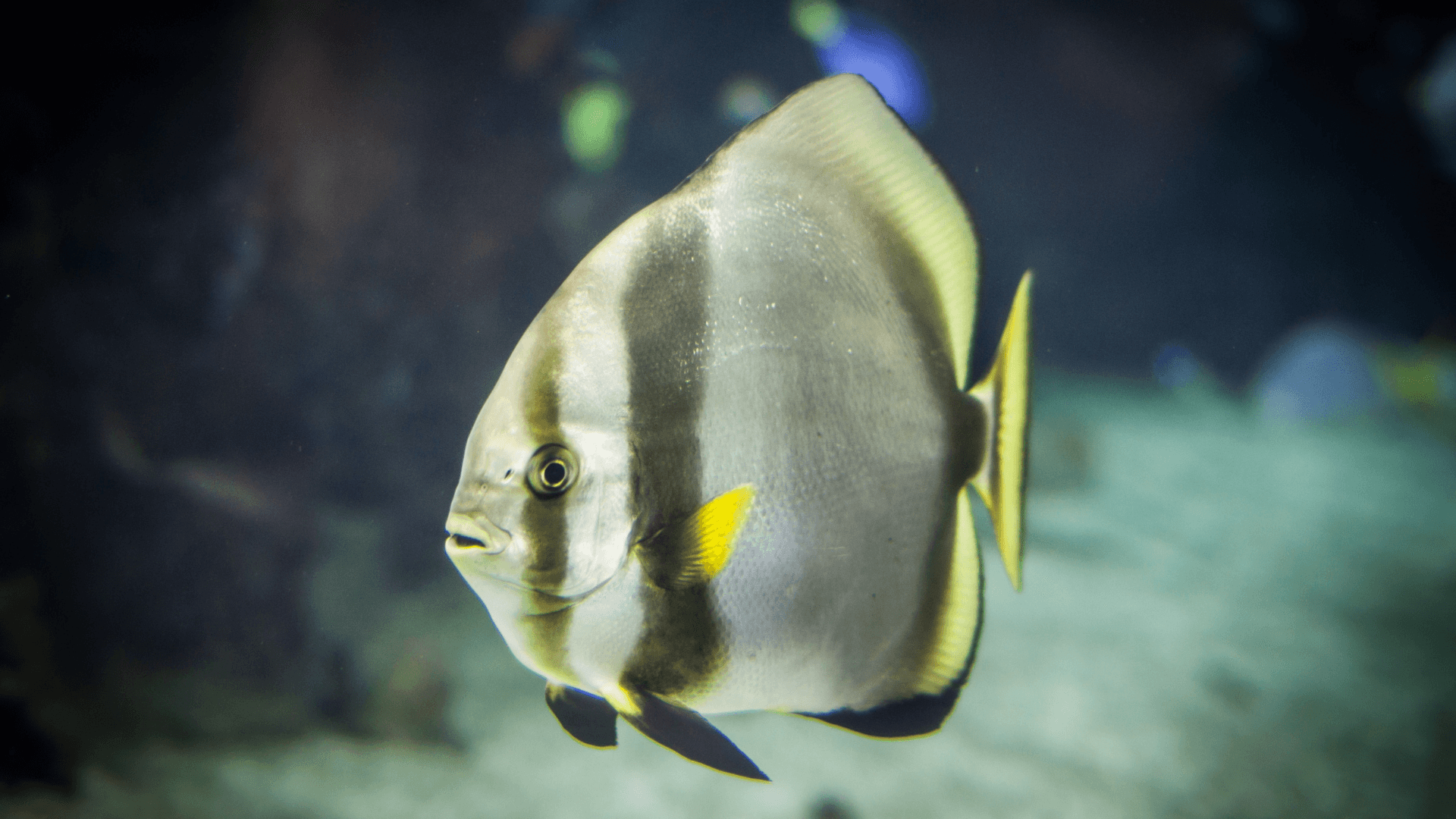 Teira batfish image 1