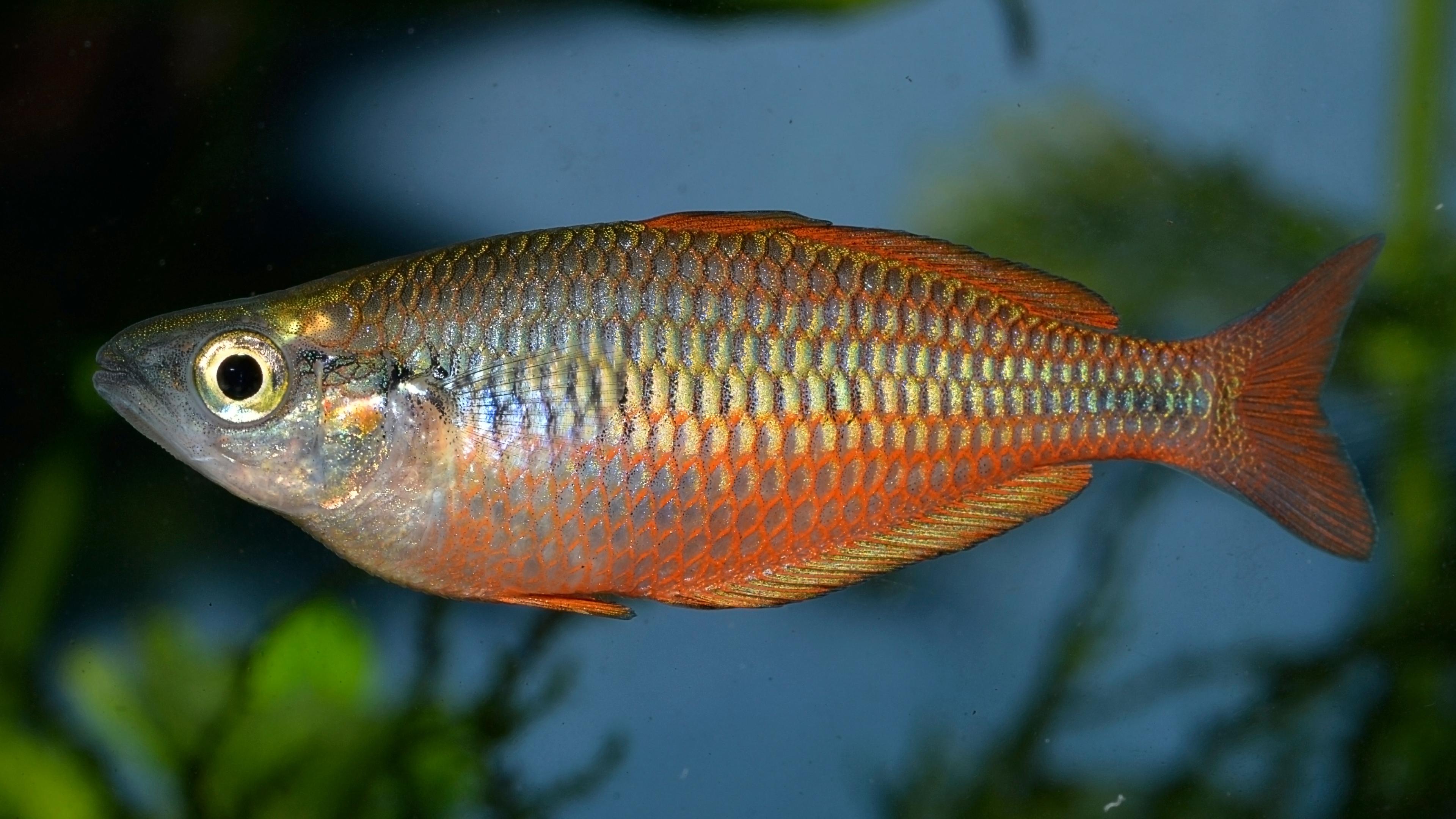 A photo of Lake Kurumoi rainbowfish