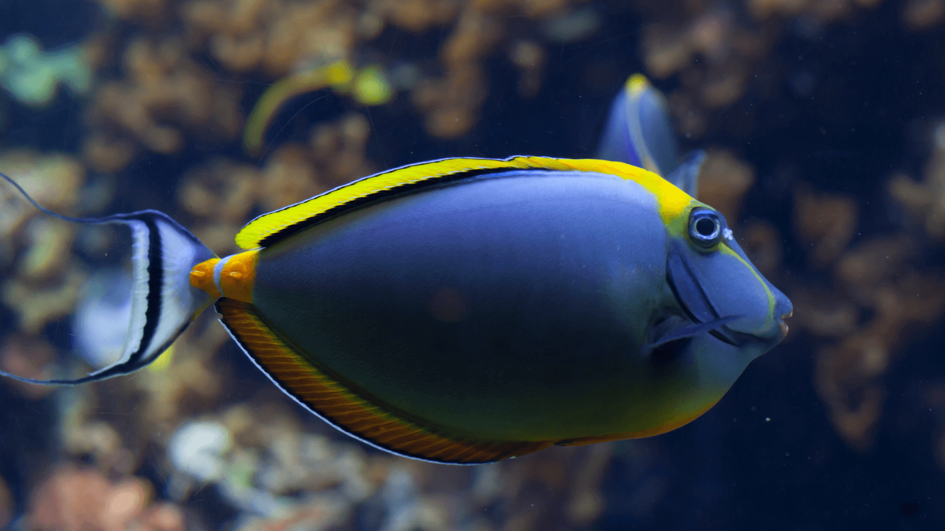 Naso tang