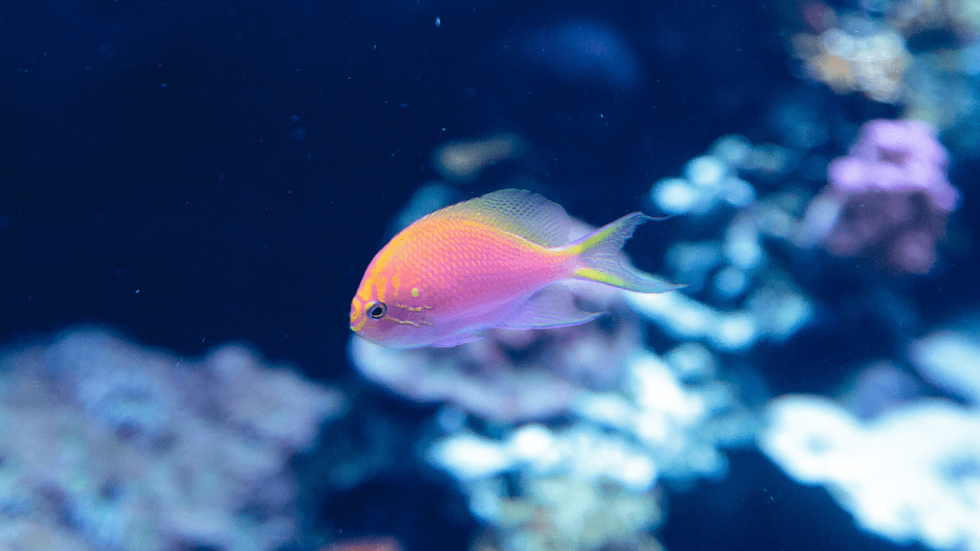 A photo of Bicolor anthias