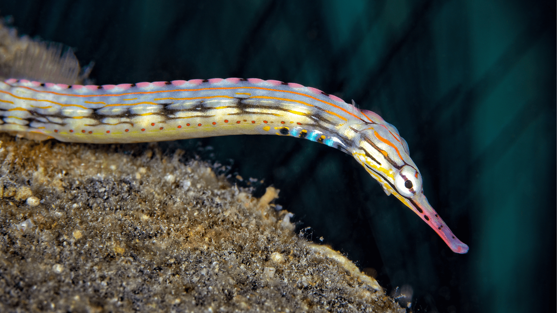 A photo of Dragonface pipefish
