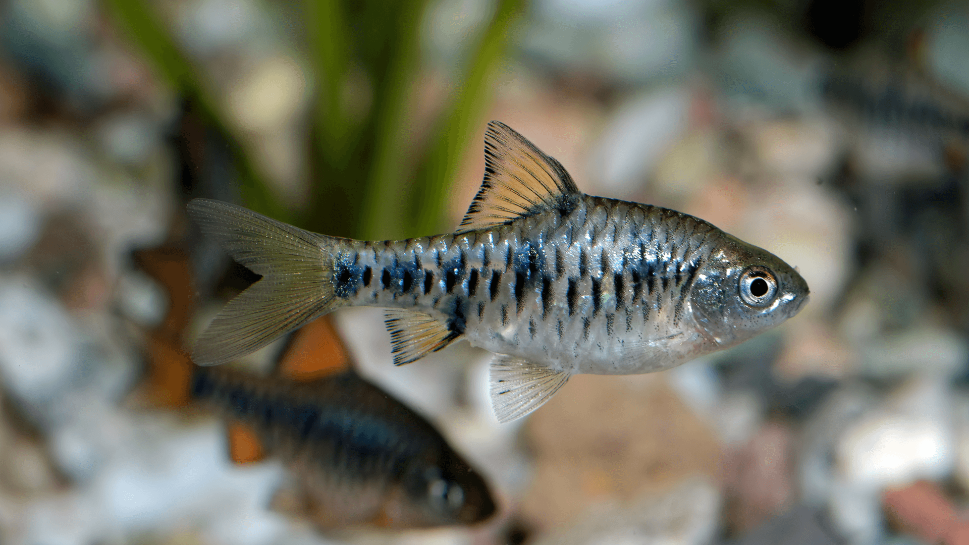 A photo of Checker barb