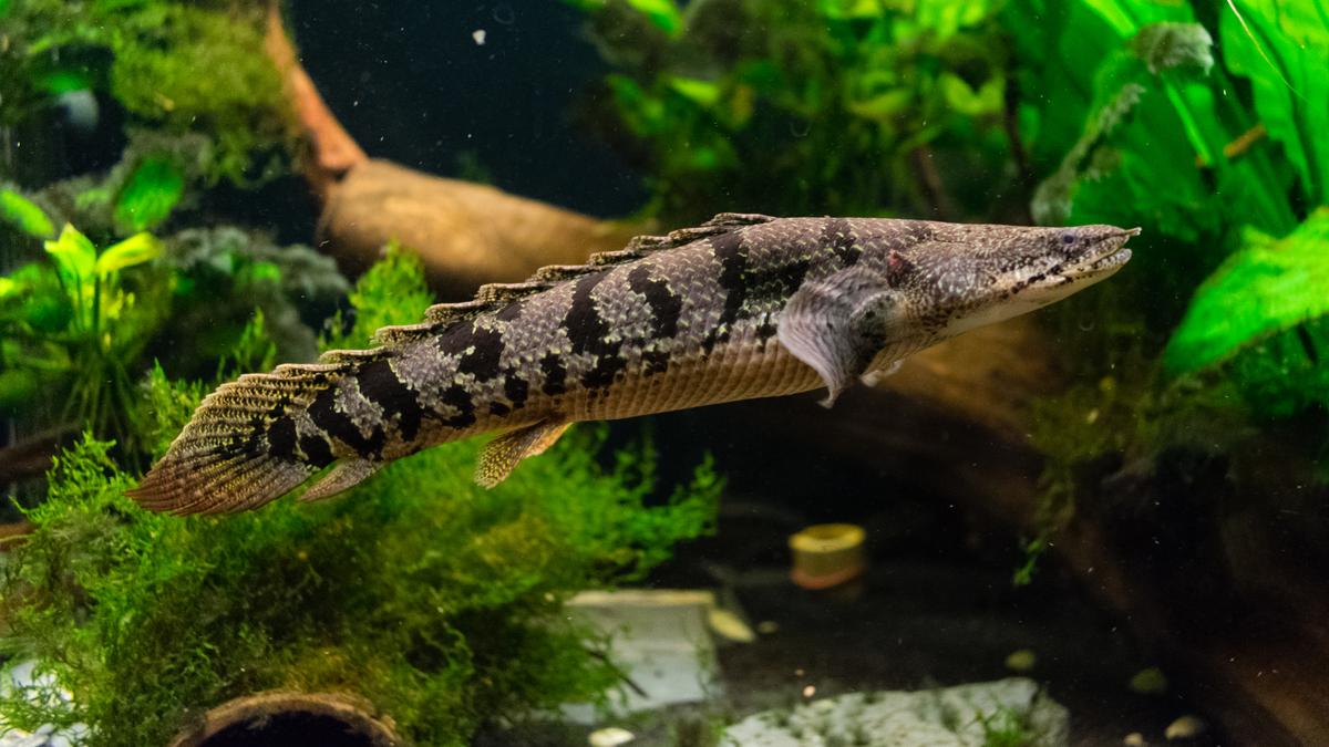 An image of a Barred bichir