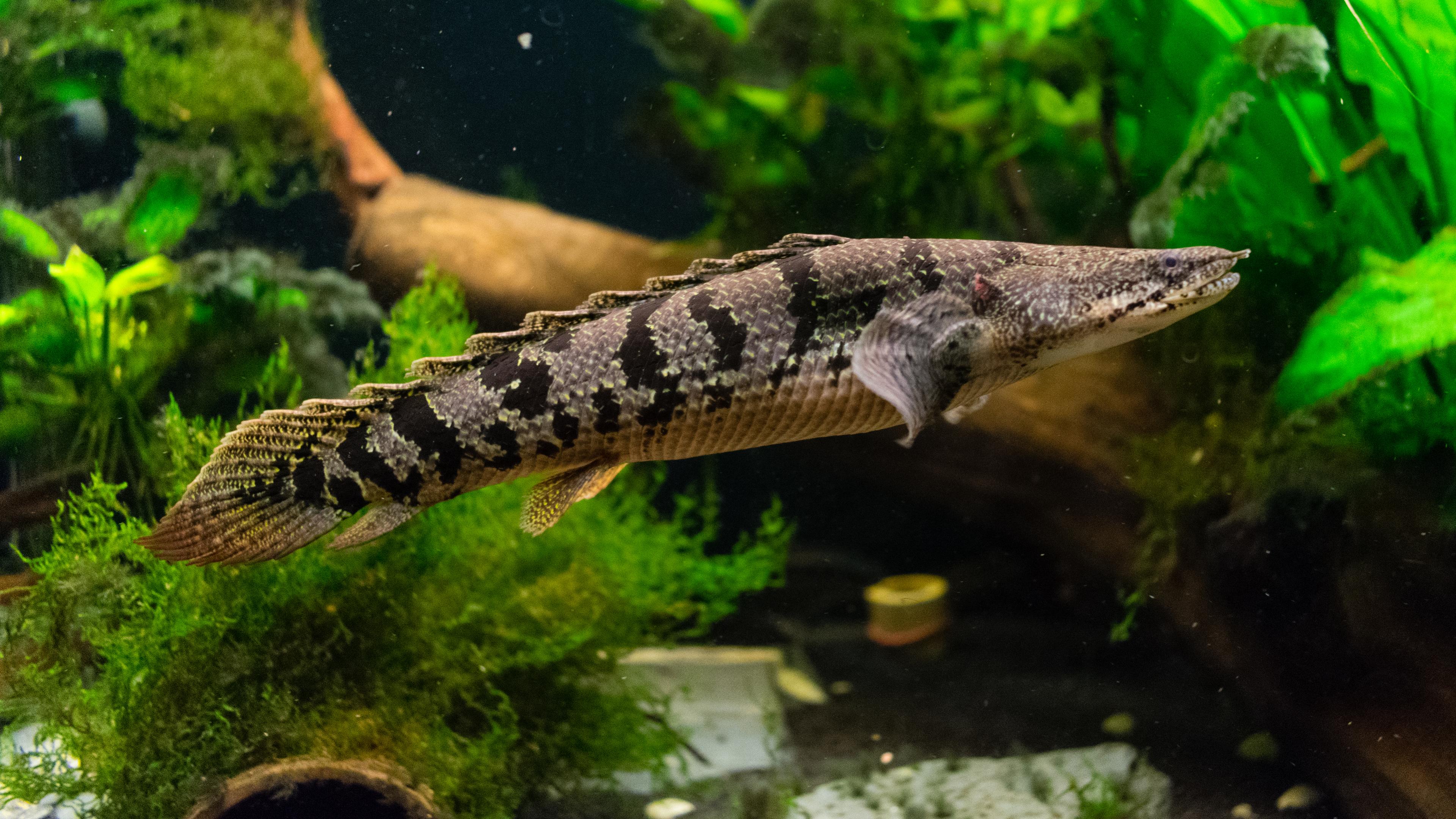 A photo of Barred bichir