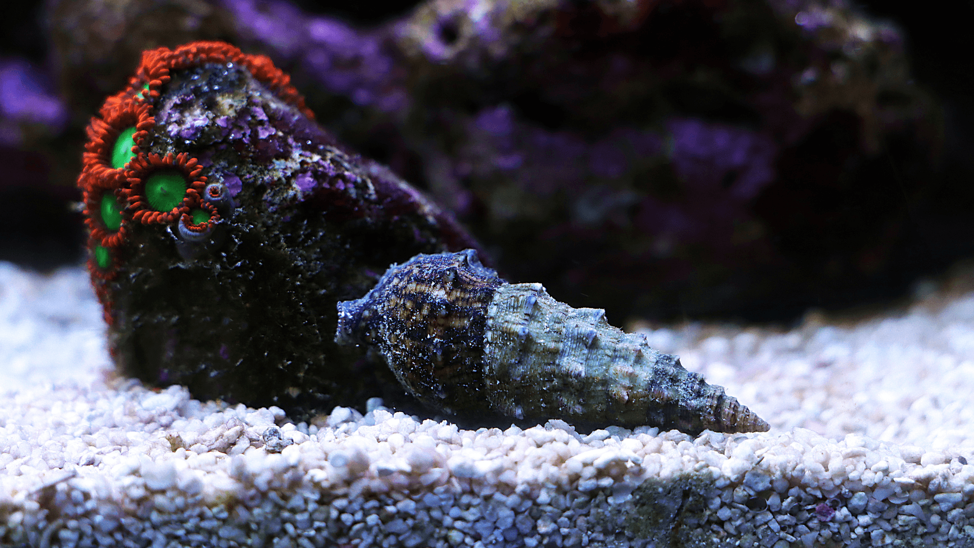 A photo of Cerith Snail