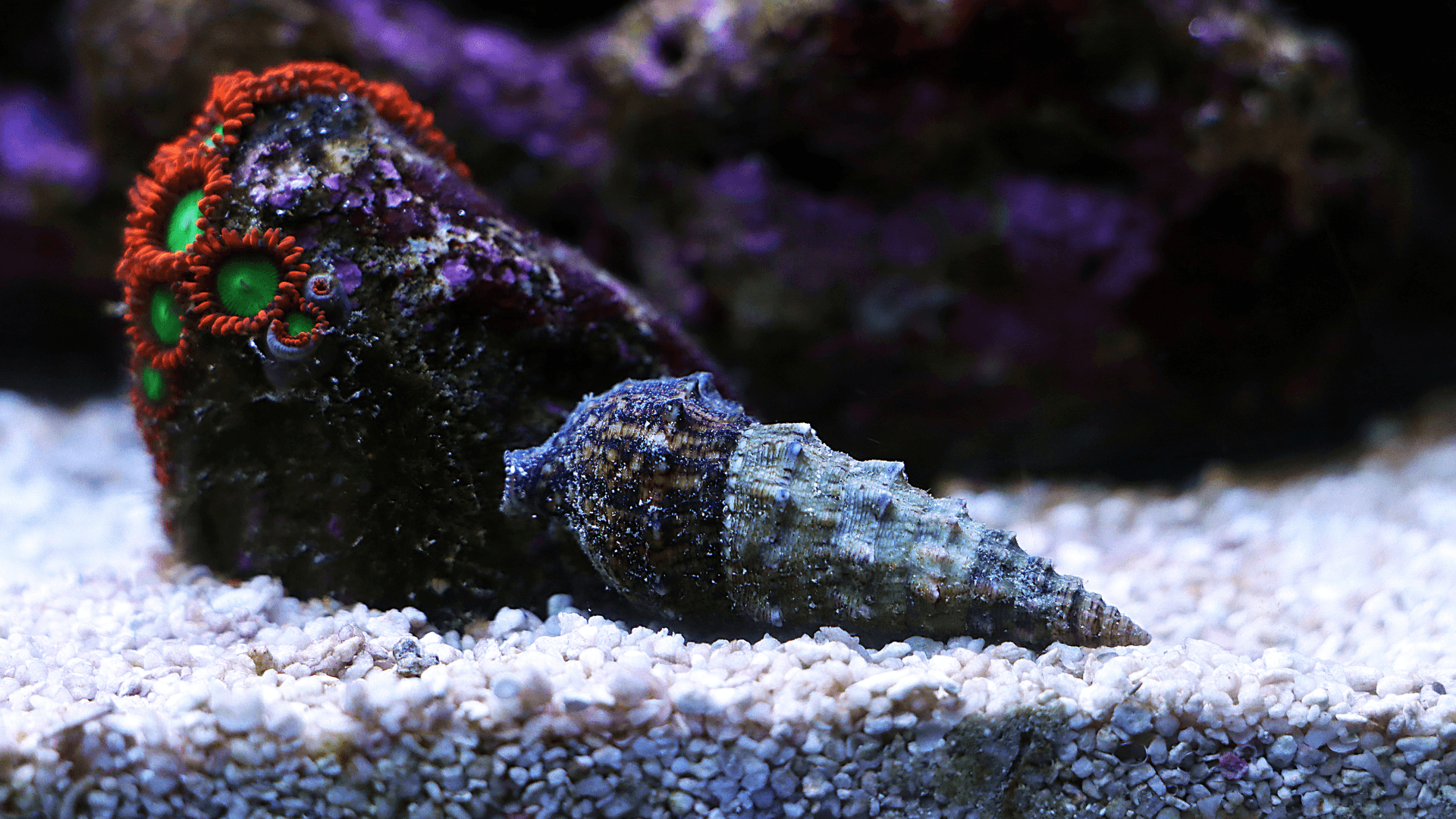 A photo of Mollusks