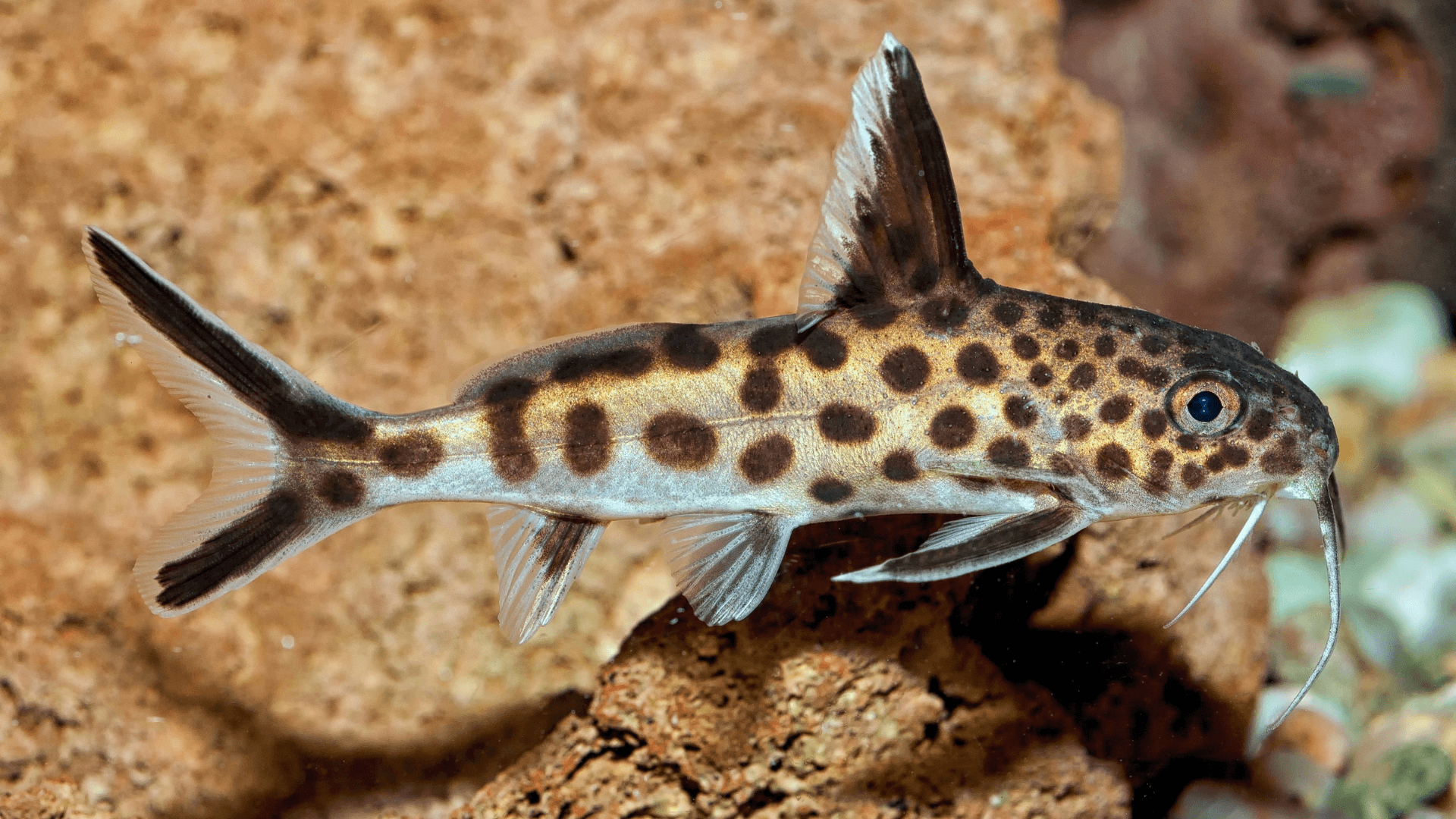 A photo of Cuckoo Catfish