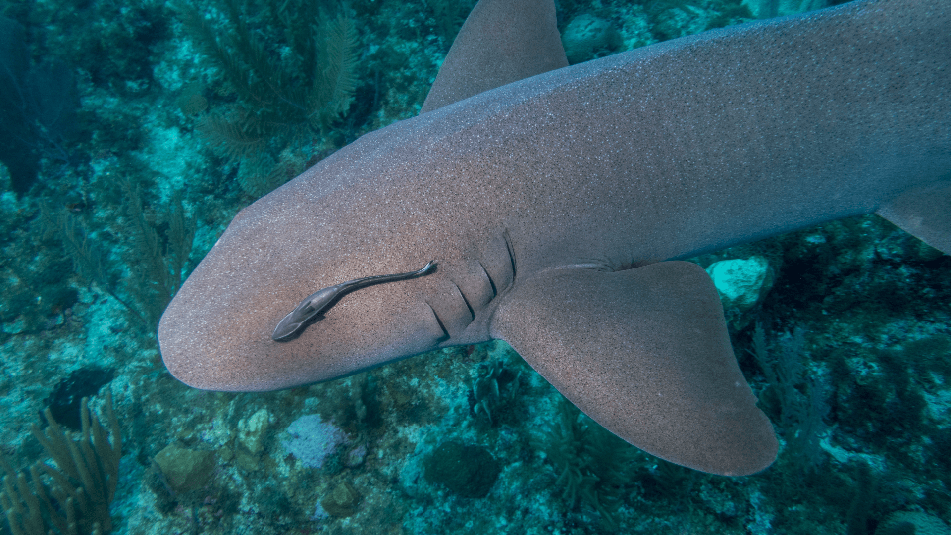 A photo of Nurse shark