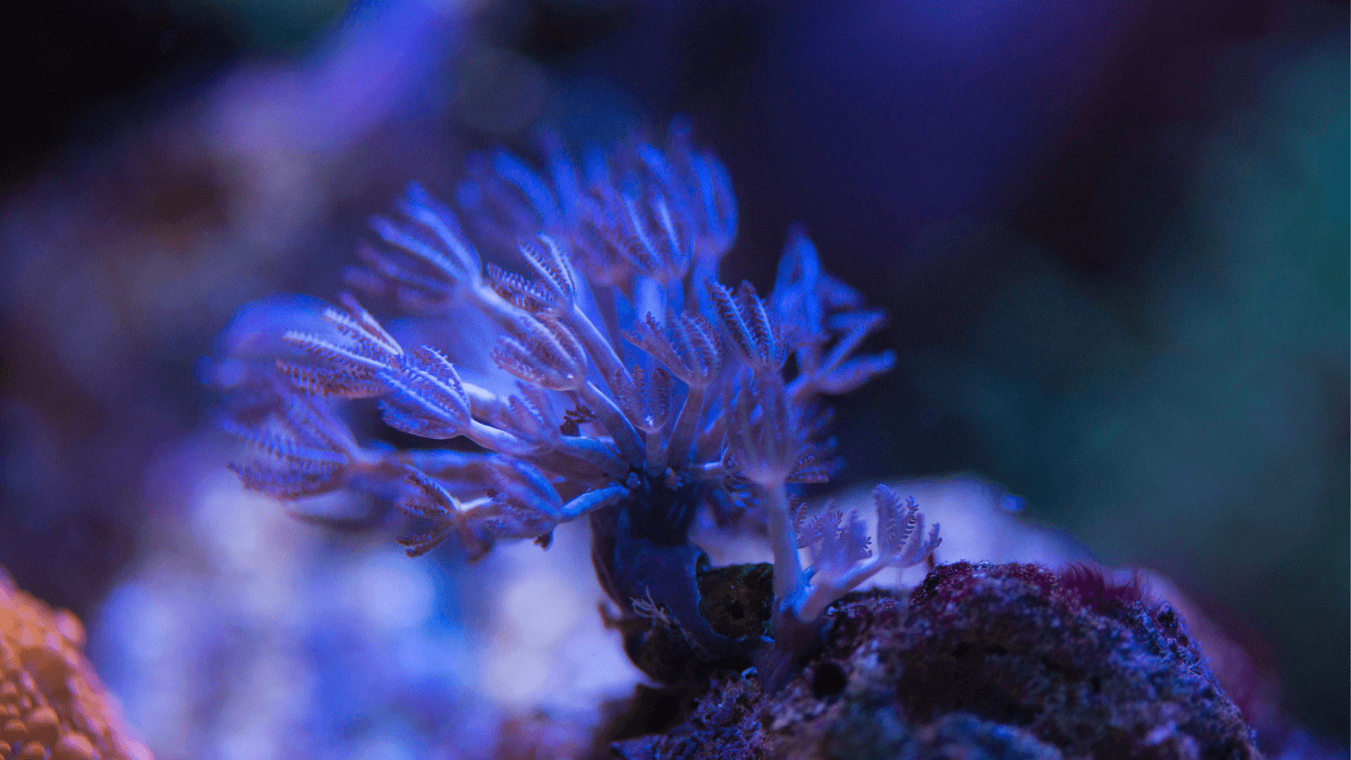 Pulsing Xenia image 2