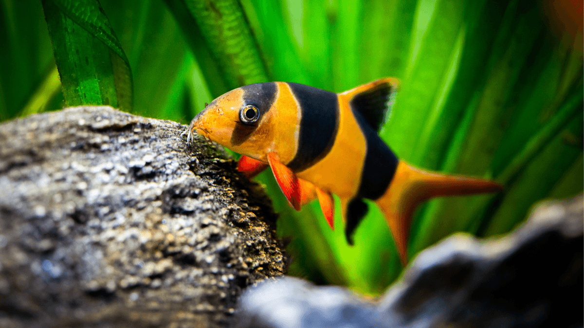 An image of a Clown loach