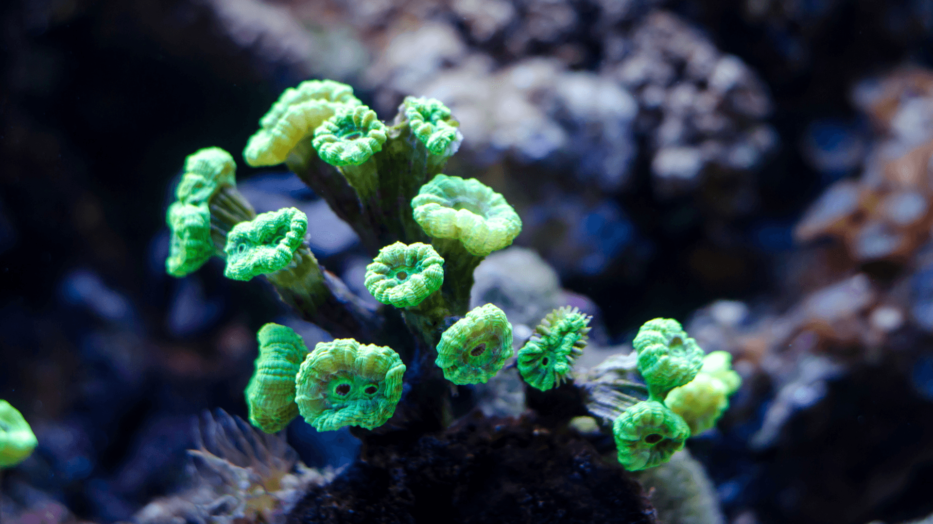 An image of a Candy Cane Coral