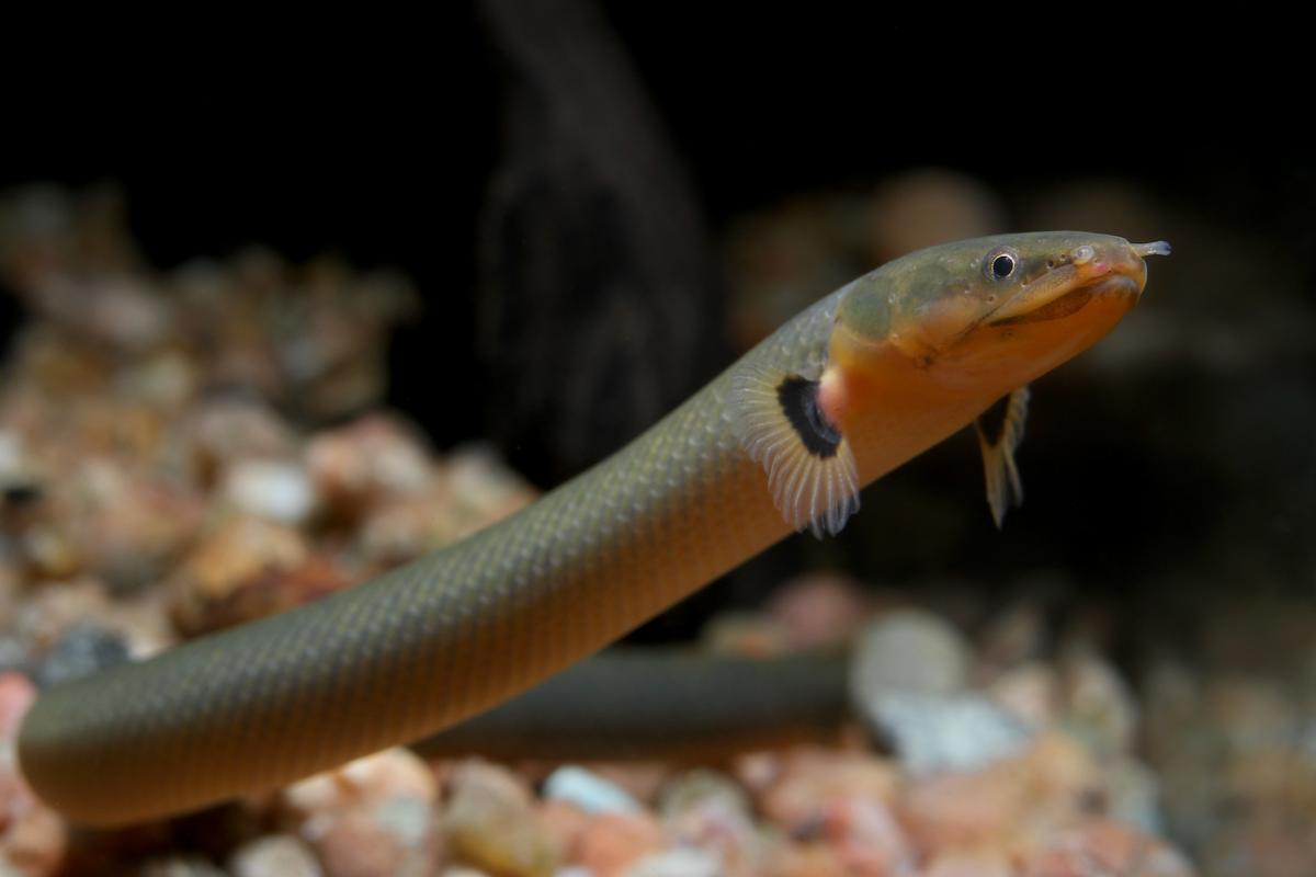 An image of a Reedfish