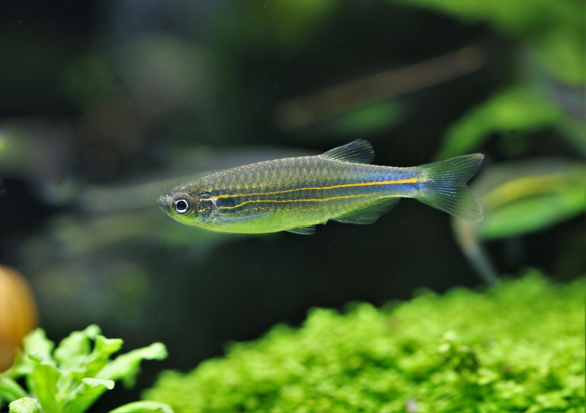 An image of a Turquoise danio