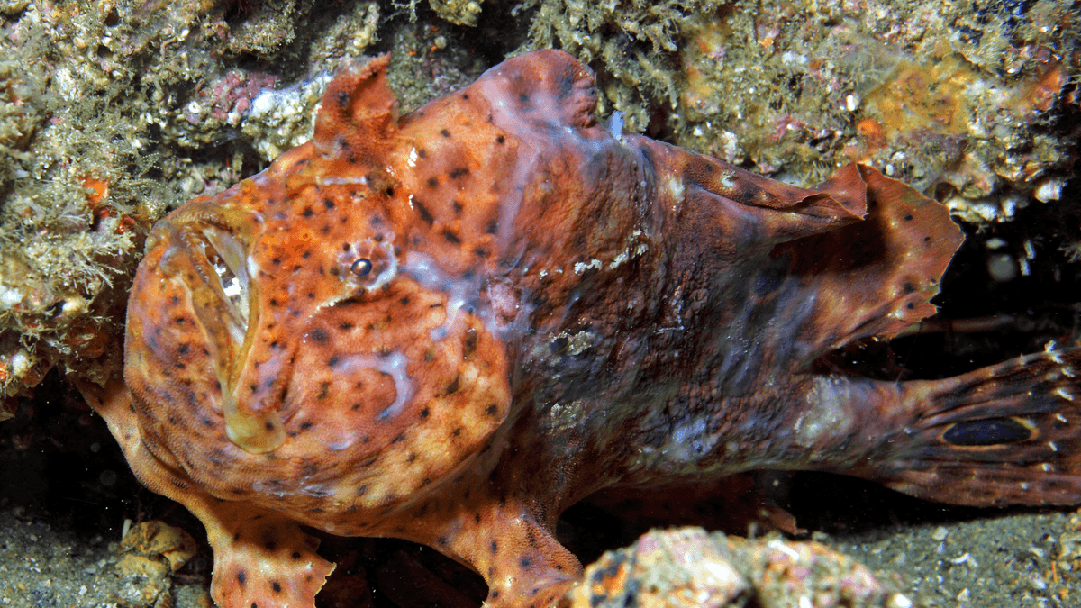 An image of a Longlure frogfish