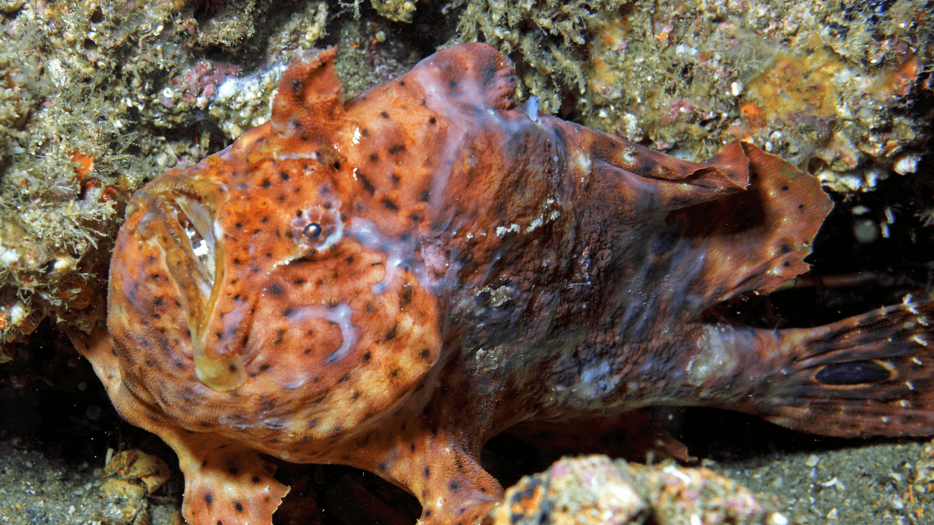 A photo of Longlure frogfish