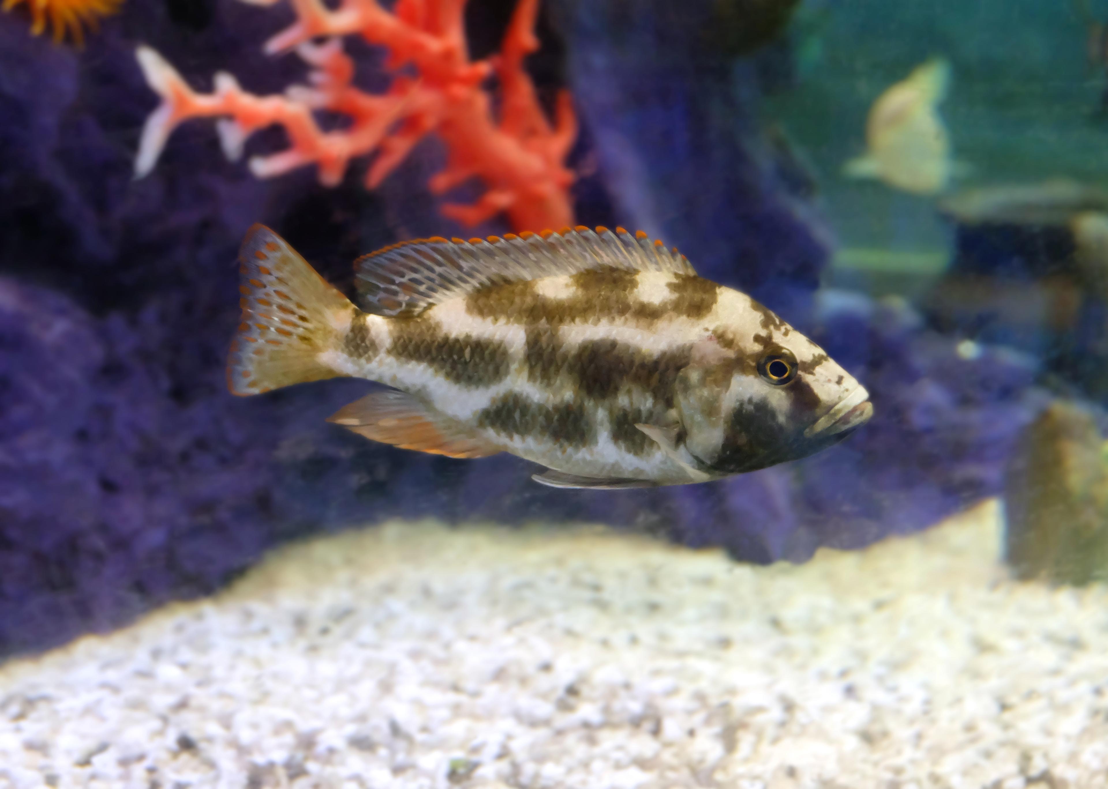 A photo of Livingston's cichlid