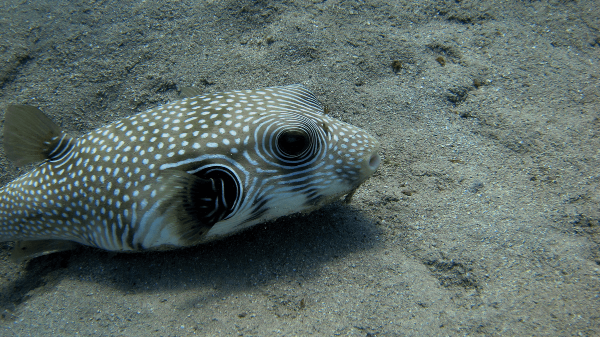 An image of a White-spotted puffer