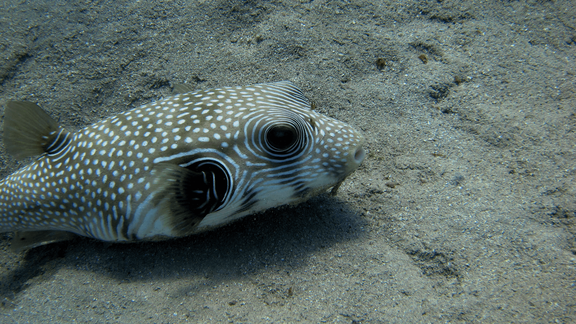 A photo of White-spotted puffer