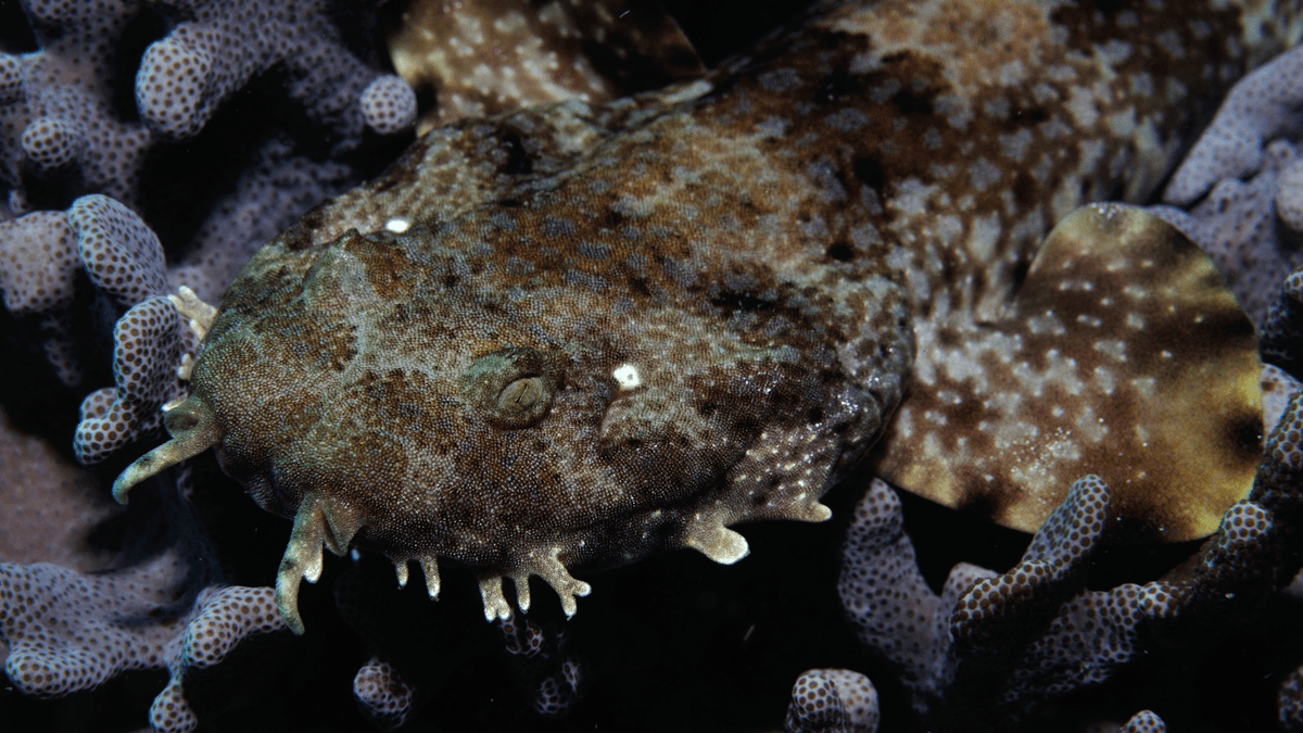 An image of a Ornate wobbegong