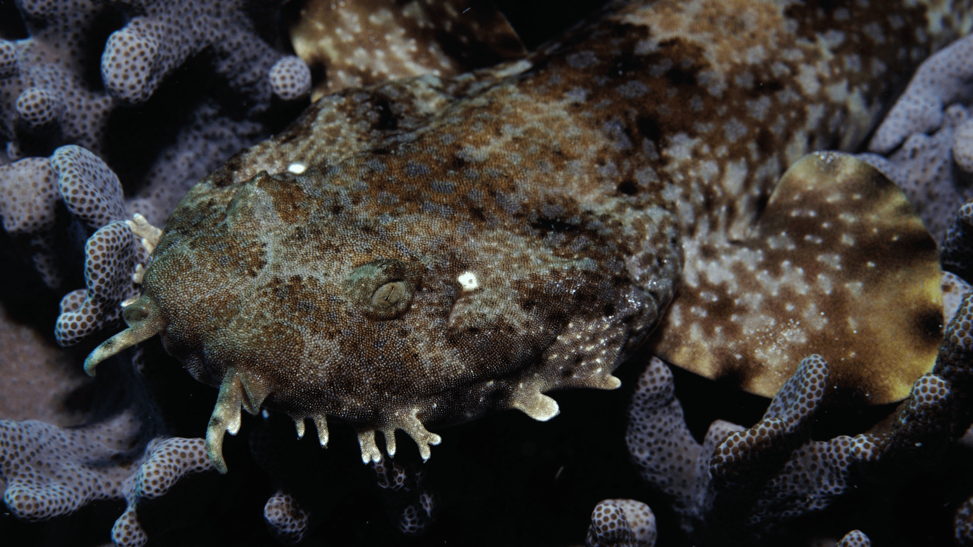 A photo of Ornate wobbegong