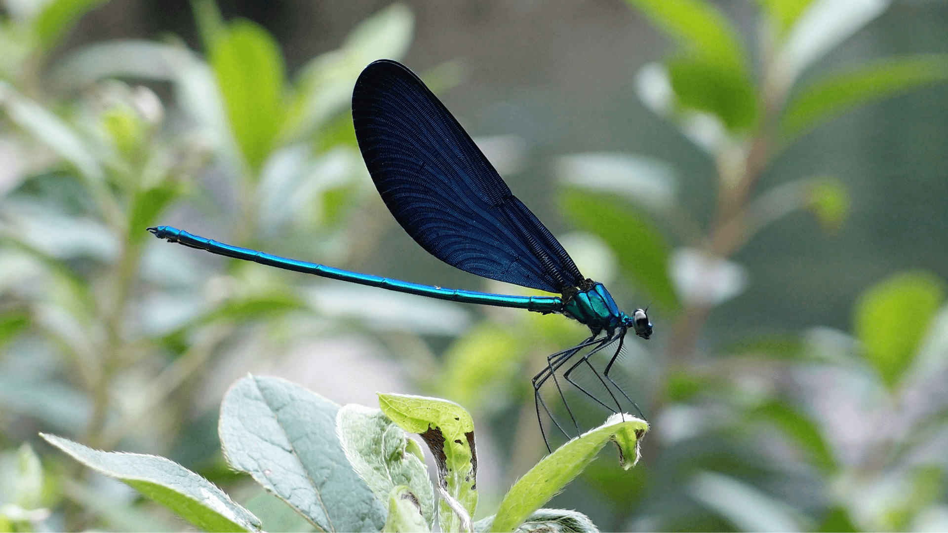 A photo of Most common aquarium pests