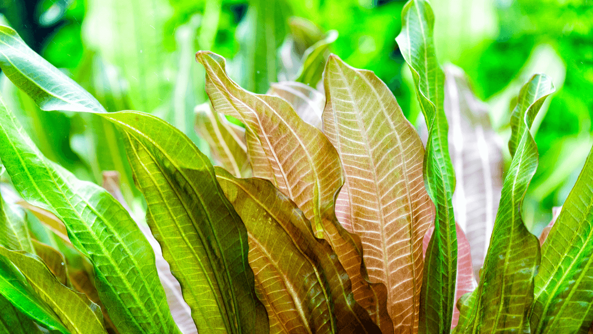 An image of a Echinodorus Rose