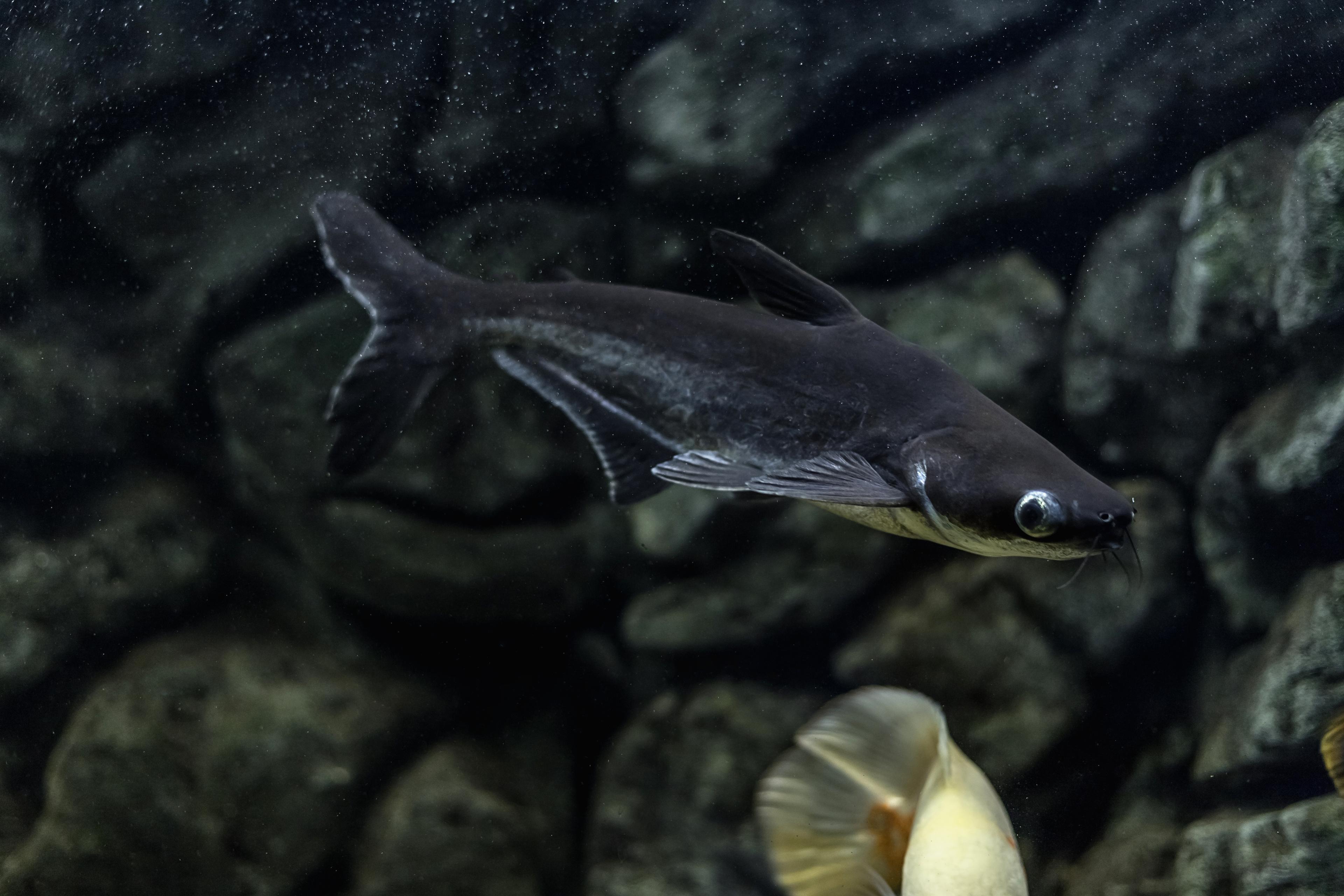A photo of Iridescent shark