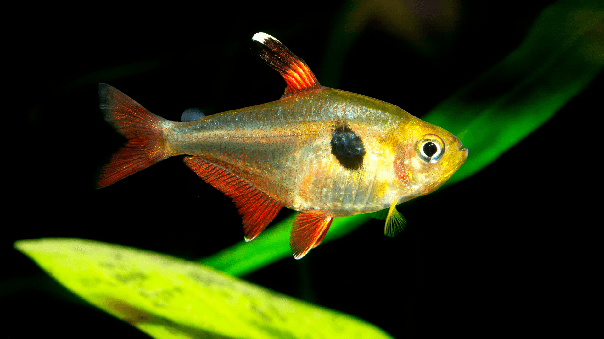 A photo of Bleeding heart tetra