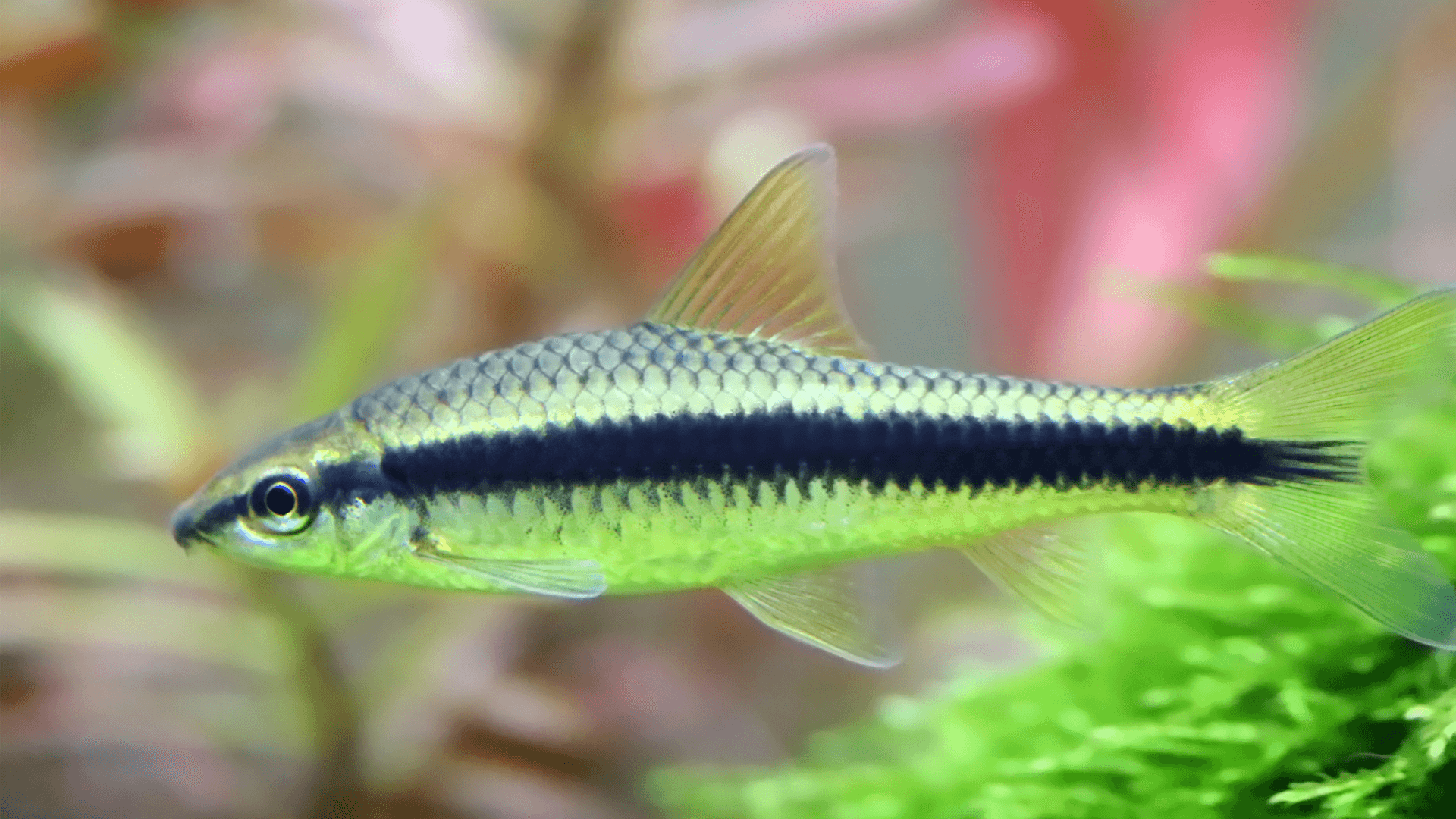 A photo of Siamese algae eater