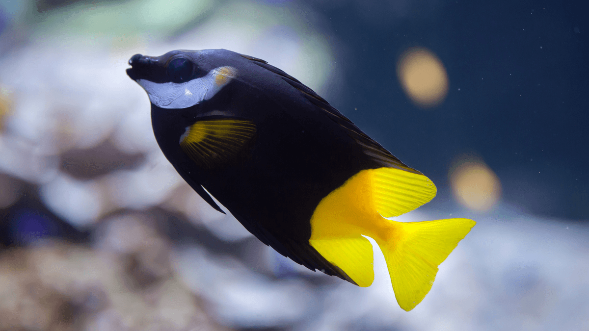 An image of a Bicolor Foxface