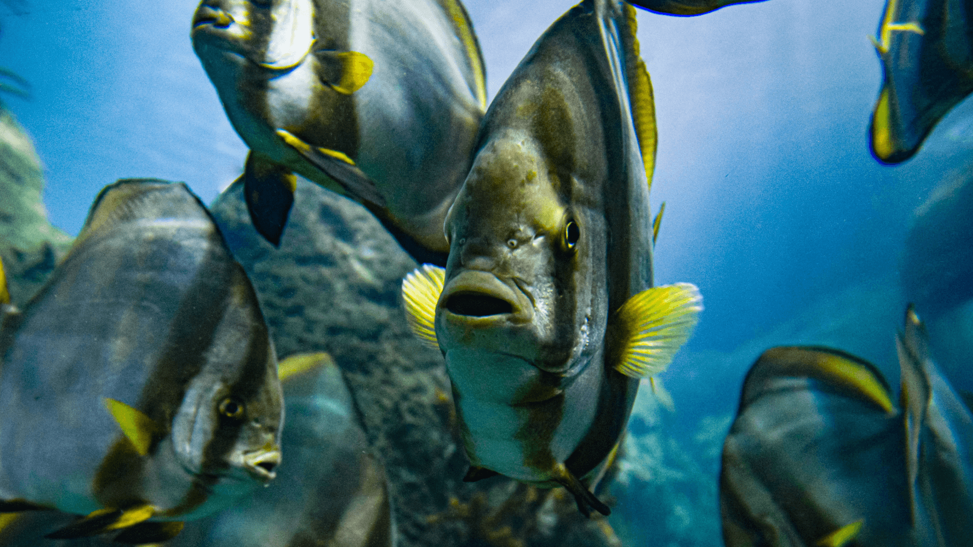 Teira batfish image 4