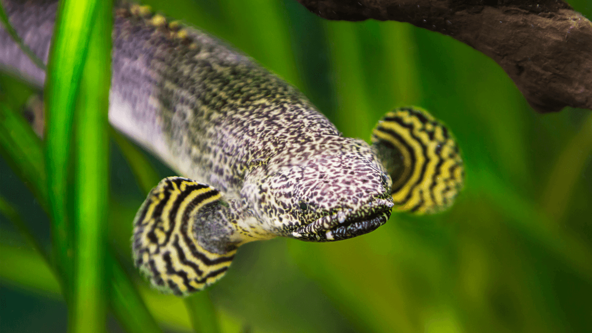 An image of a Ornate bichir