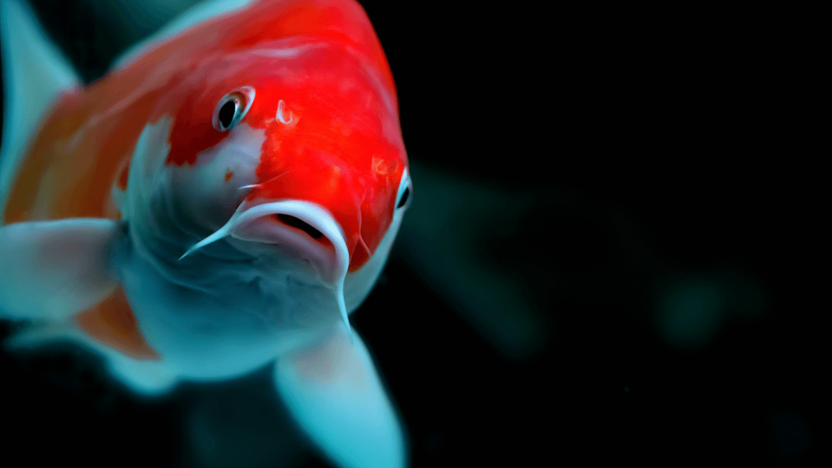 An image of a Aquarium Fish with Divine Connections