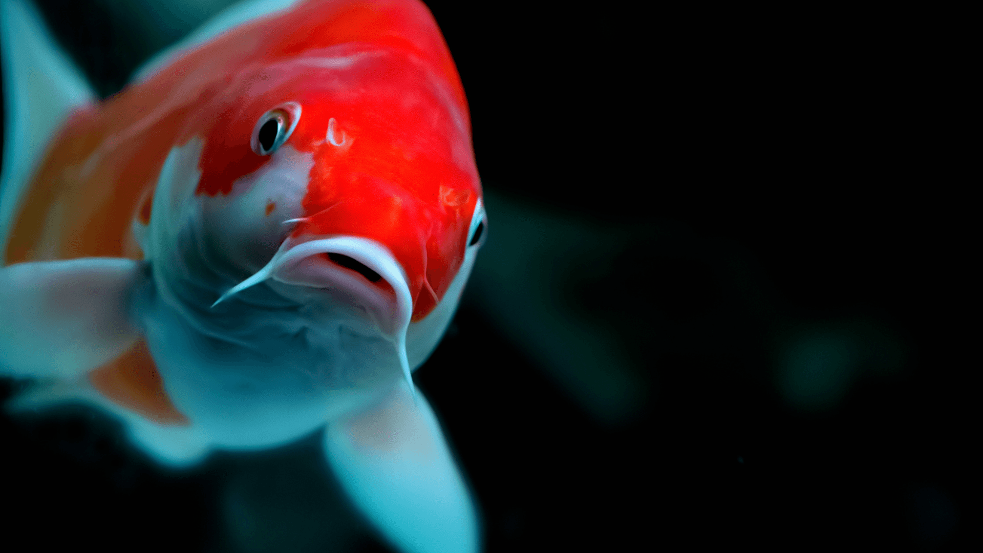 A photo of Aquarium Fish with Divine Connections