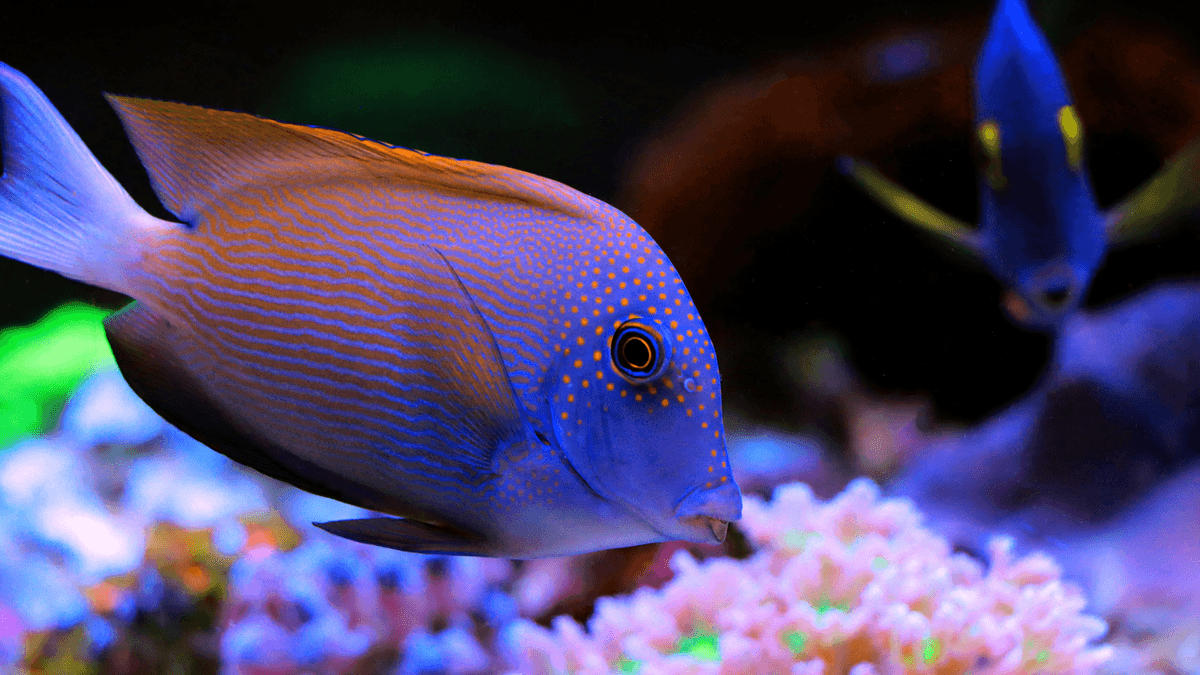 An image of a Bristletooth tang