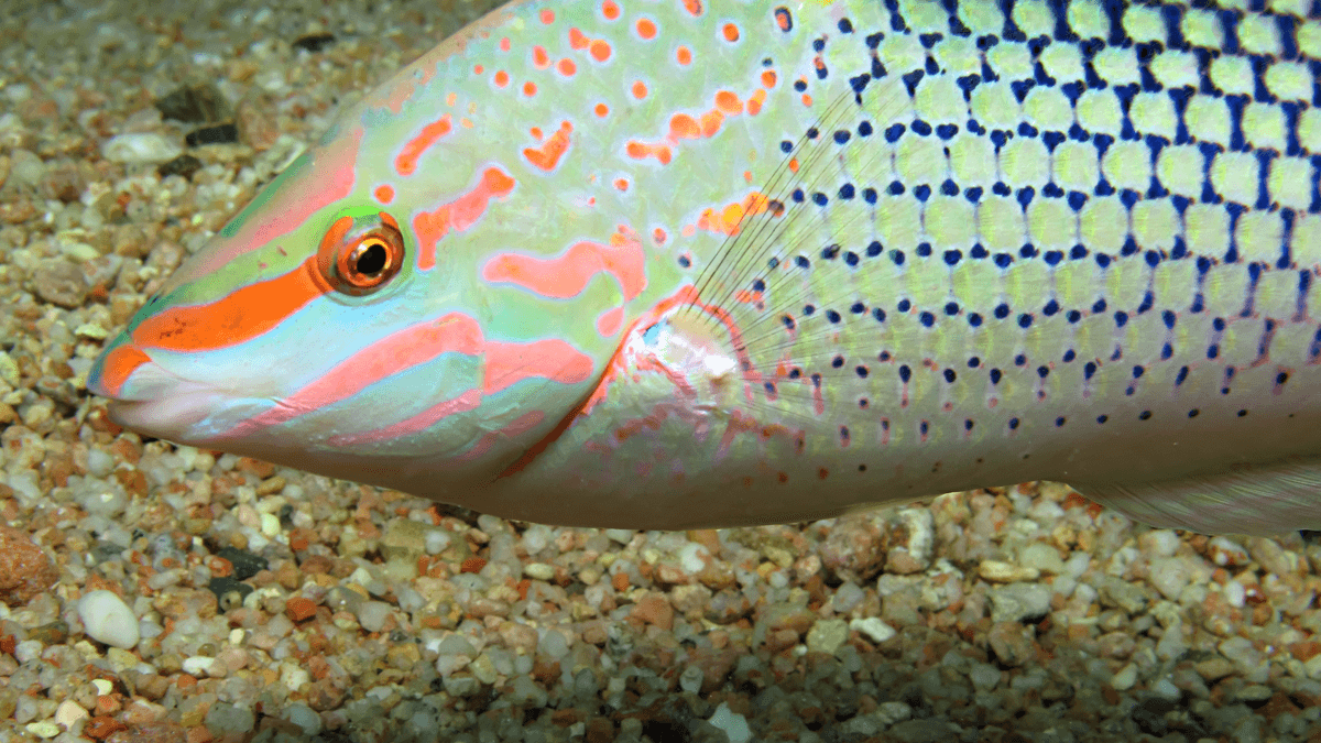 An image of Marble wrasse