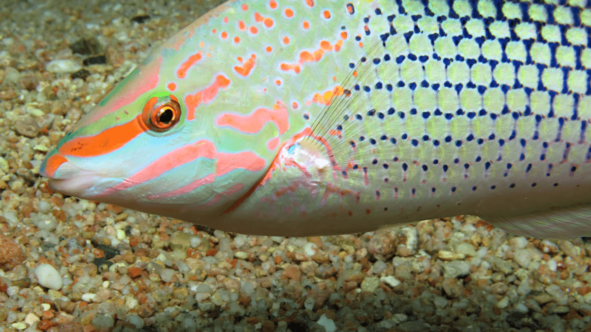 An image of a Marble wrasse