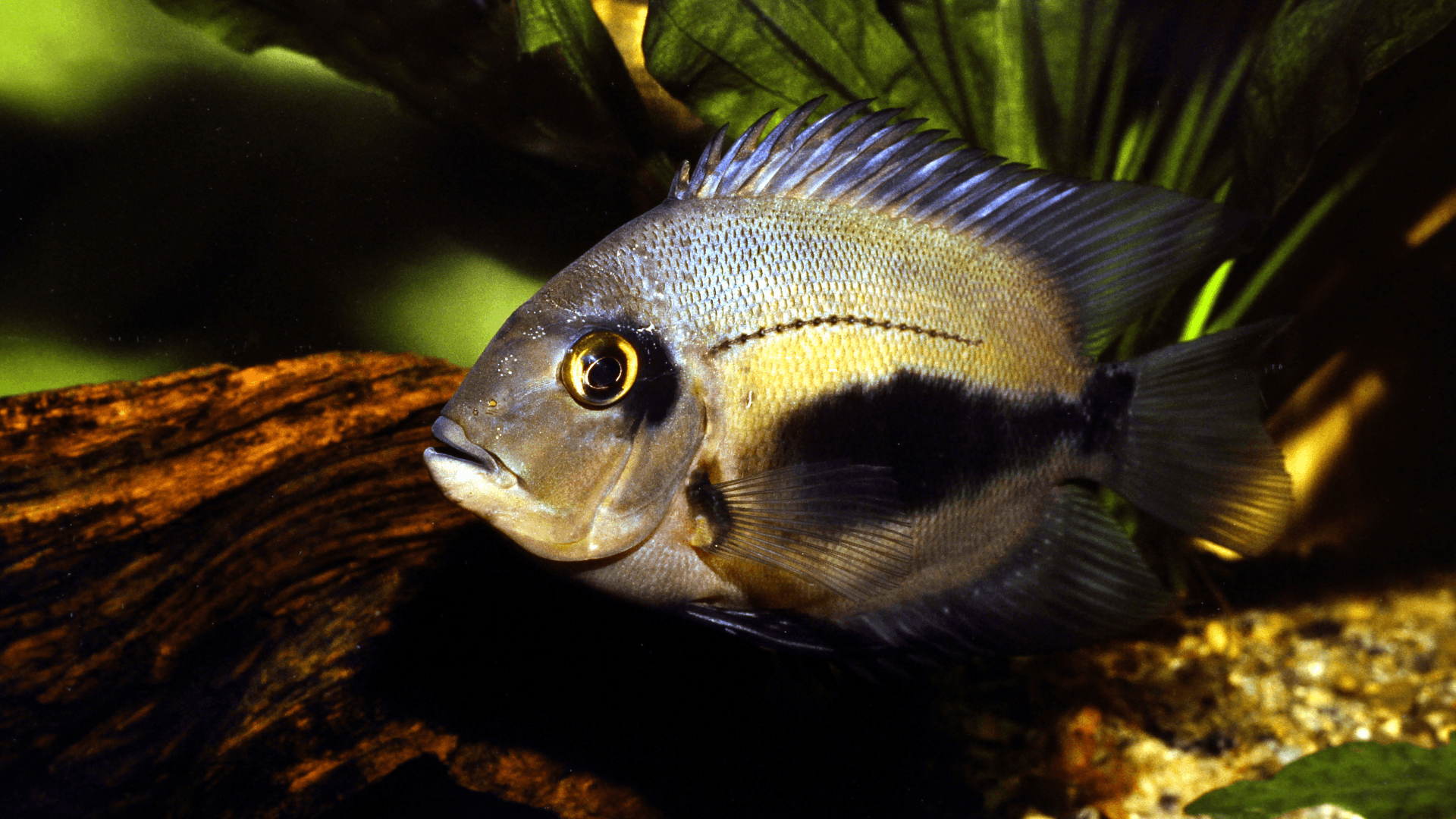 A photo of Uaru