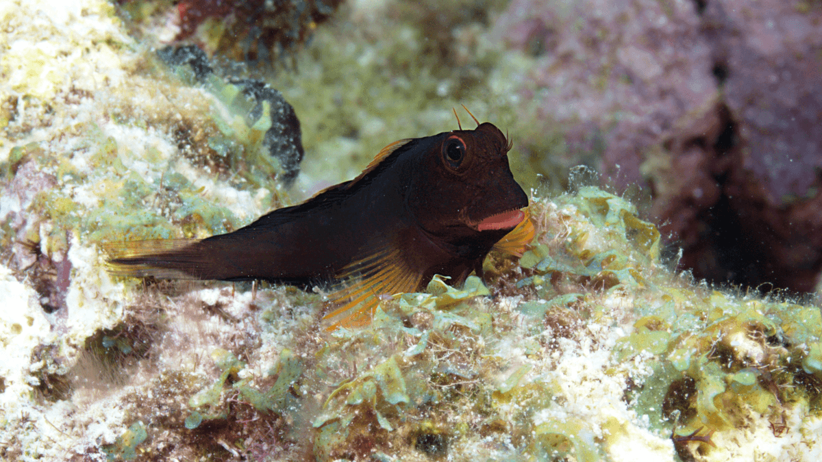 An image of a Red lip blenny