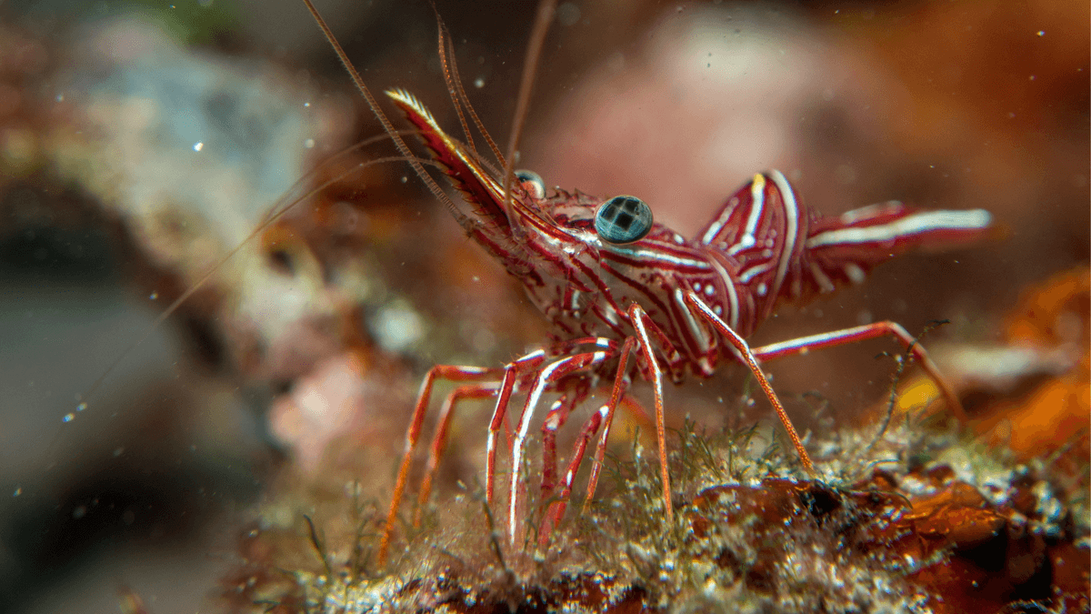 An image of a Camel shrimp