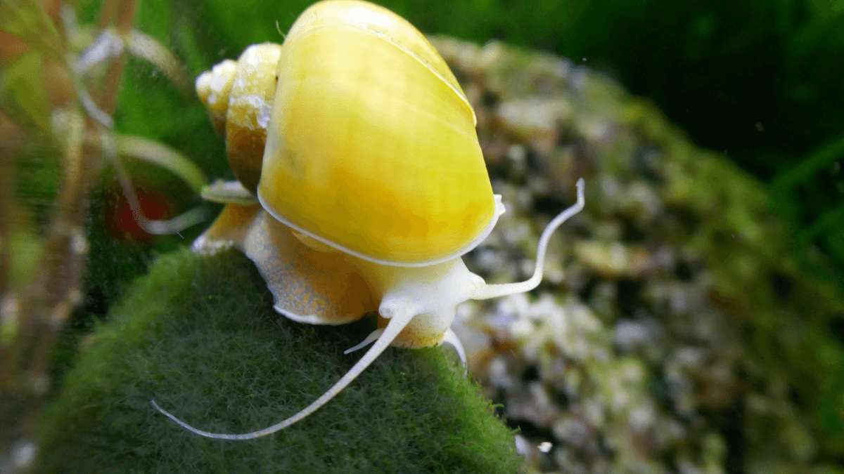 An image of a The Role of Snails In Cleaning the Aquarium