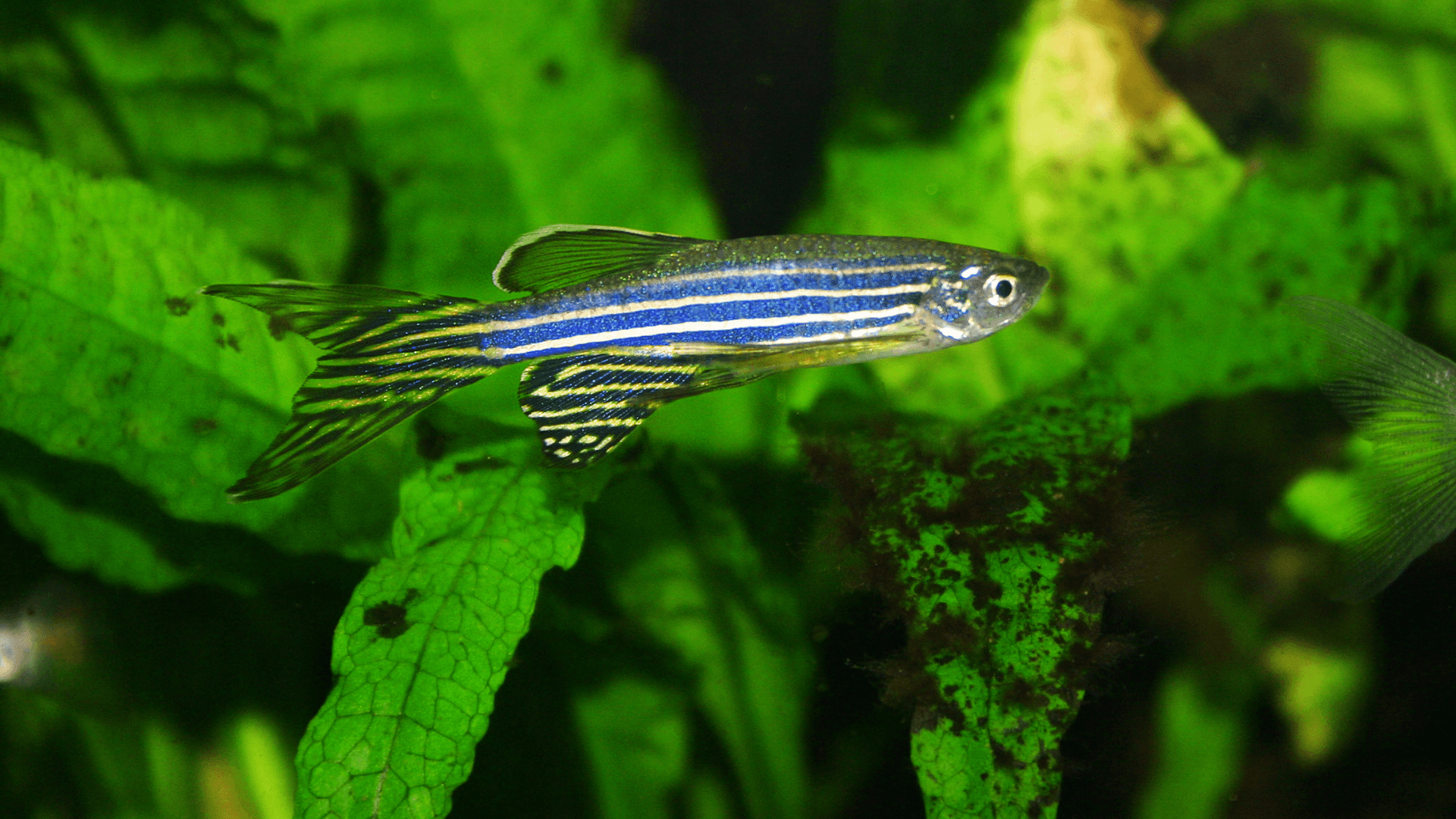 A photo of Zebra danio