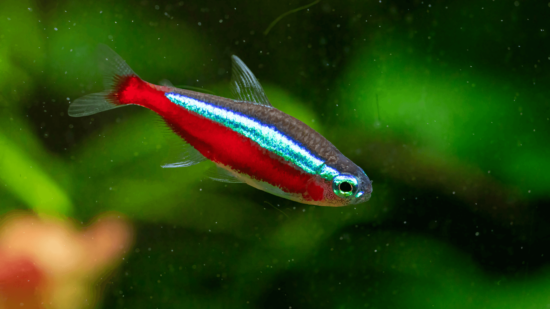 Cardinal tetra image 1