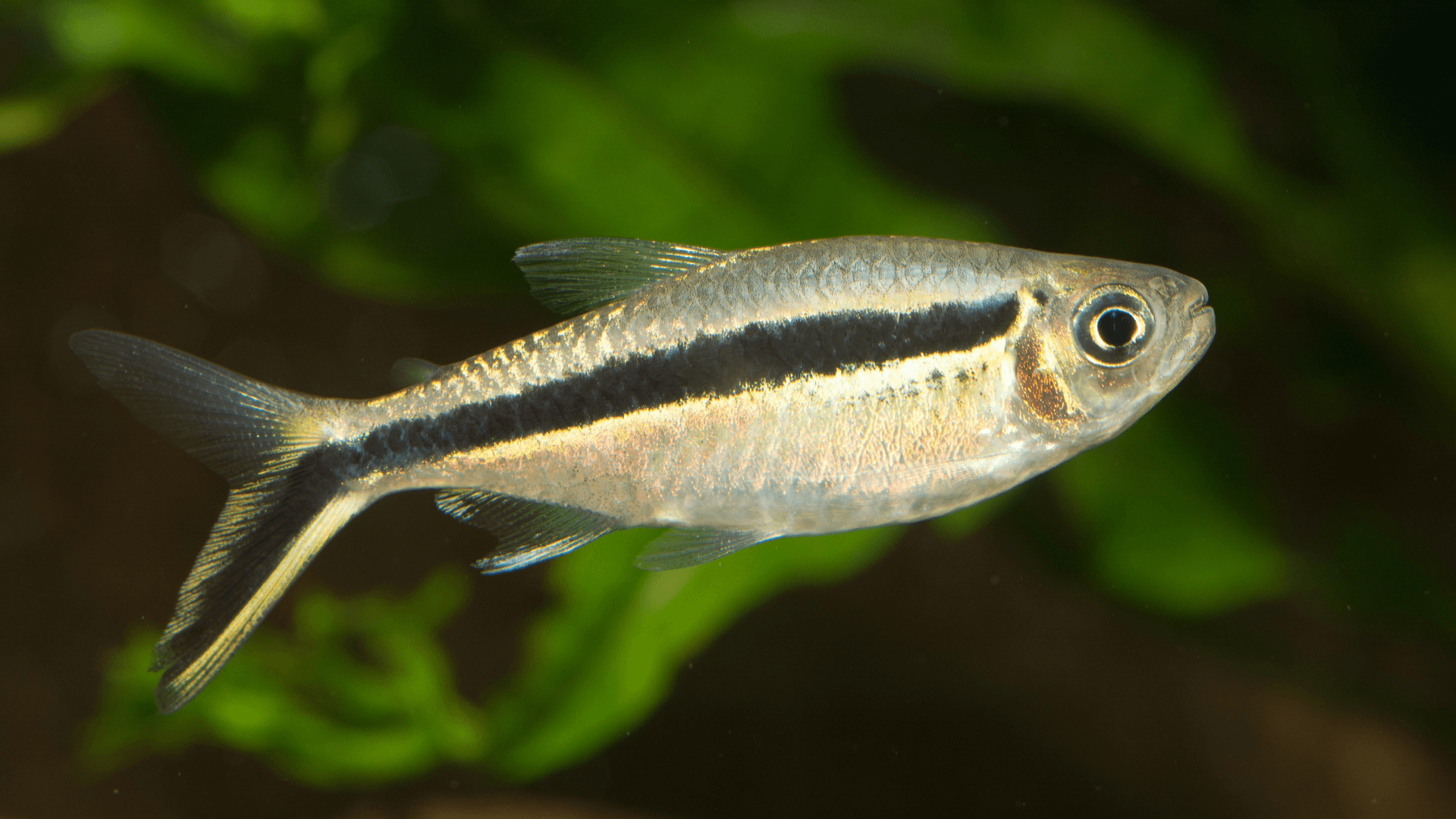 A photo of Black neon tetra