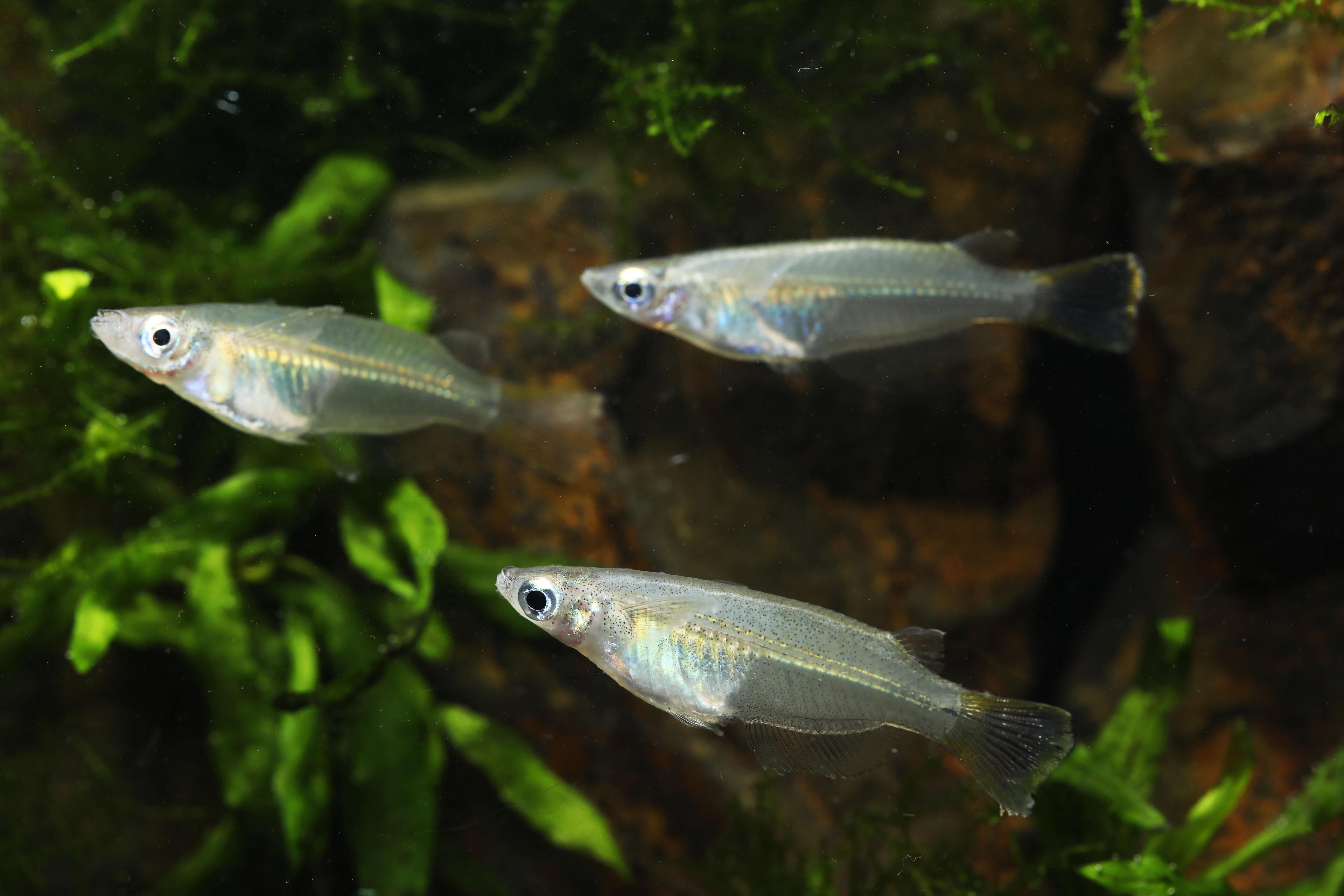 An image of a Javanese ricefish