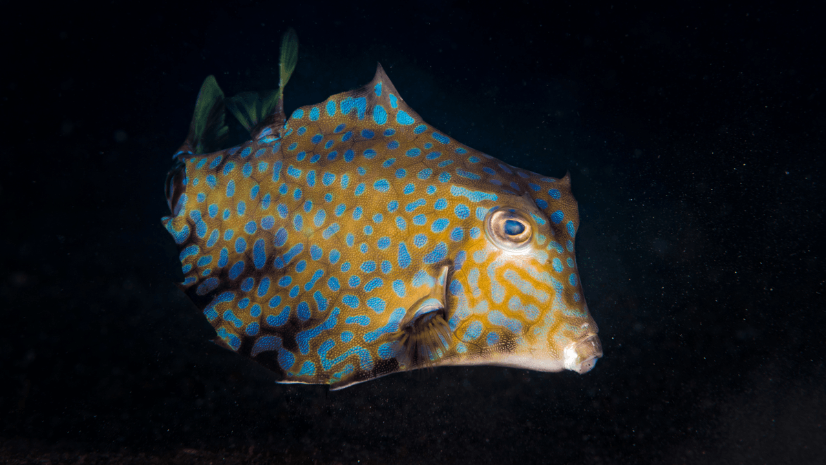 An image of a Camel cowfish
